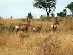 090516_Pilanesberg 089